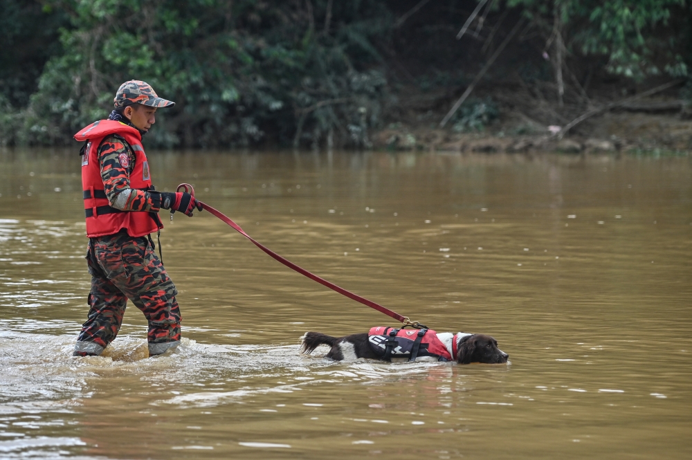 Rescue personnel and a tracker dog from the Fire and Rescue Department’s K9 Tracking Unit search for the last two missing victims of the water surge, Kemaman, July 5, 2023. — Bernama pic 