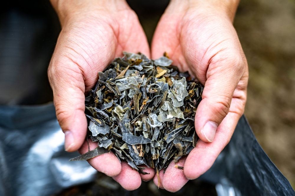 Dalam gambar yang diambil pada 8 Jun 2023, petani teh Ryutaro Matoba menunjukkan kelp kering, yang digunakannya sebagai baja untuk tanamannya, di ladangnya di bandar Iruma, Wilayah Saitama.  — Gambar AFP