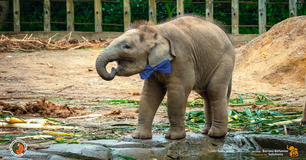 A male elephant calf born at the park looks adorable with a bow tie. — Picture via Facebook/Taman Hidupan Liar Lok Kawi 