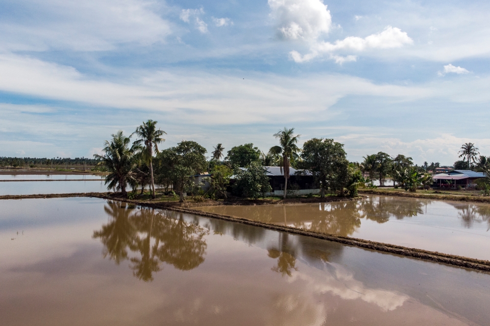 A general view paddy field in Tanjung Karang, Selangor July 11, 2023. — Picture by Hari Anggara