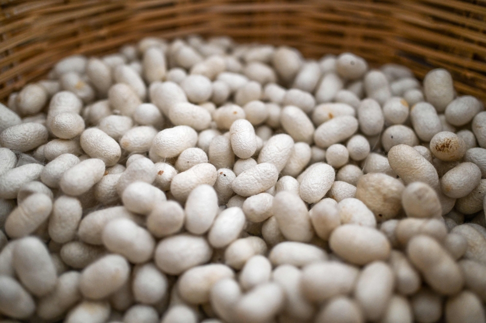 This photograph taken on July 10, 2023 in Antakya shows silk cocoons inside a basket.  — AFP pic