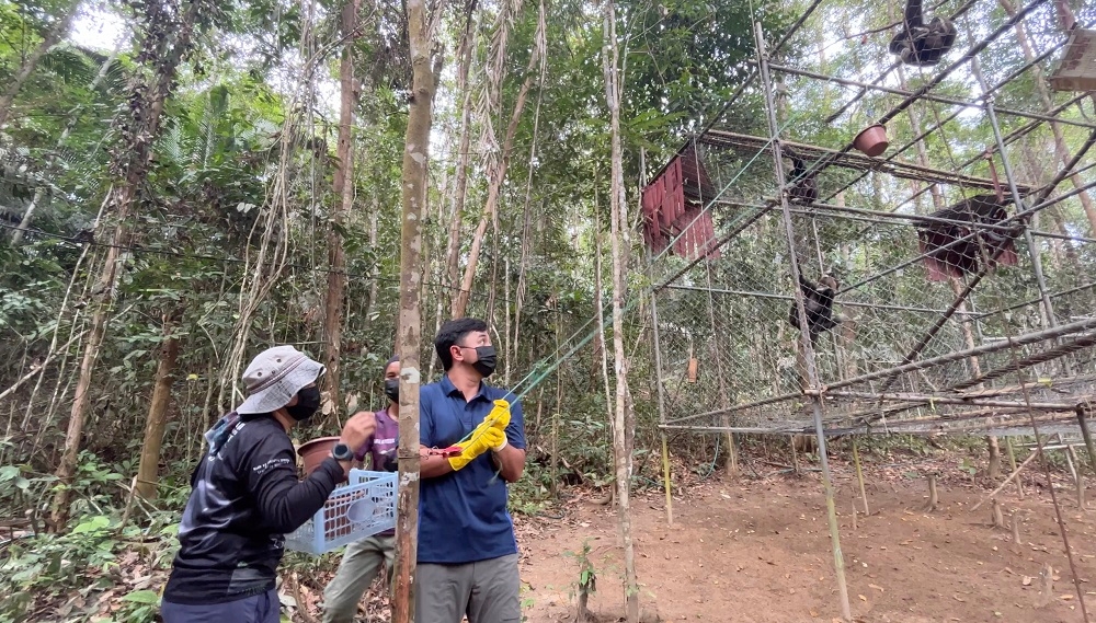 Pahang Sultan’s second son Tengku Arif Bendahara Muhammad Iskandar Ri’ayatuddin Shah Sultan Abdullah (right) feeding the gibbons at GCS. — Picture courtesy of Gibbon Conservation Society