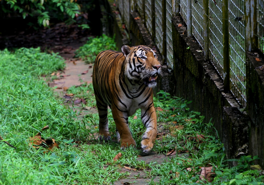 A tiger named Sungkai is let out of his enclosure for some exercise. — Bernama pic  