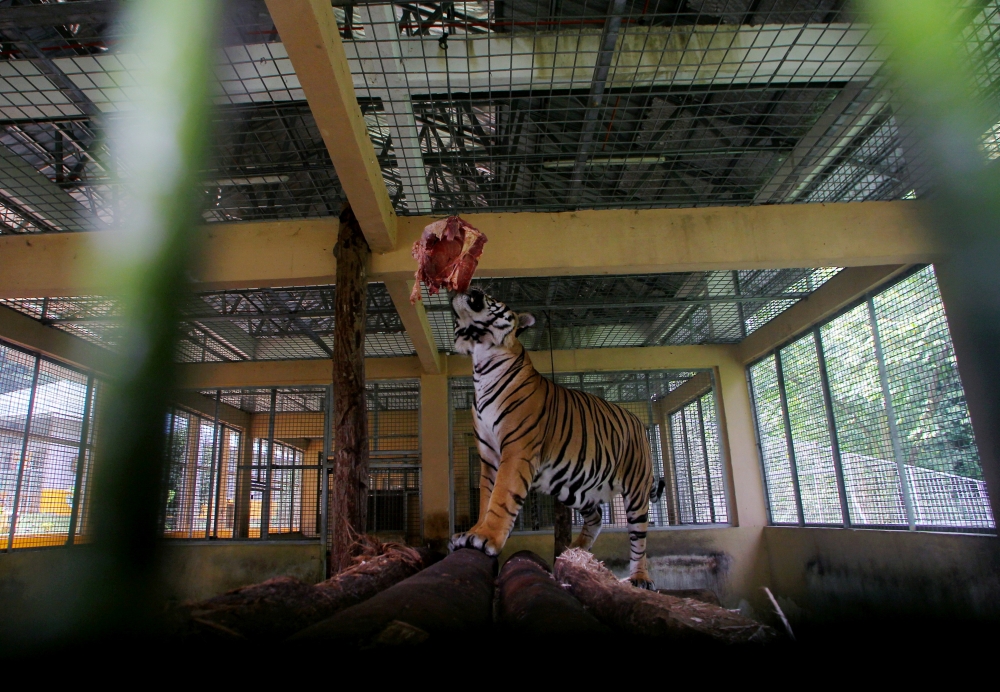 Sungkai the tiger eats some meat. The big cats are fed about 100 kilogrammes of various types of meat a day, with the quantity of meat consumed by each tiger equivalent to five percent of its body weight. — Bernama pic  