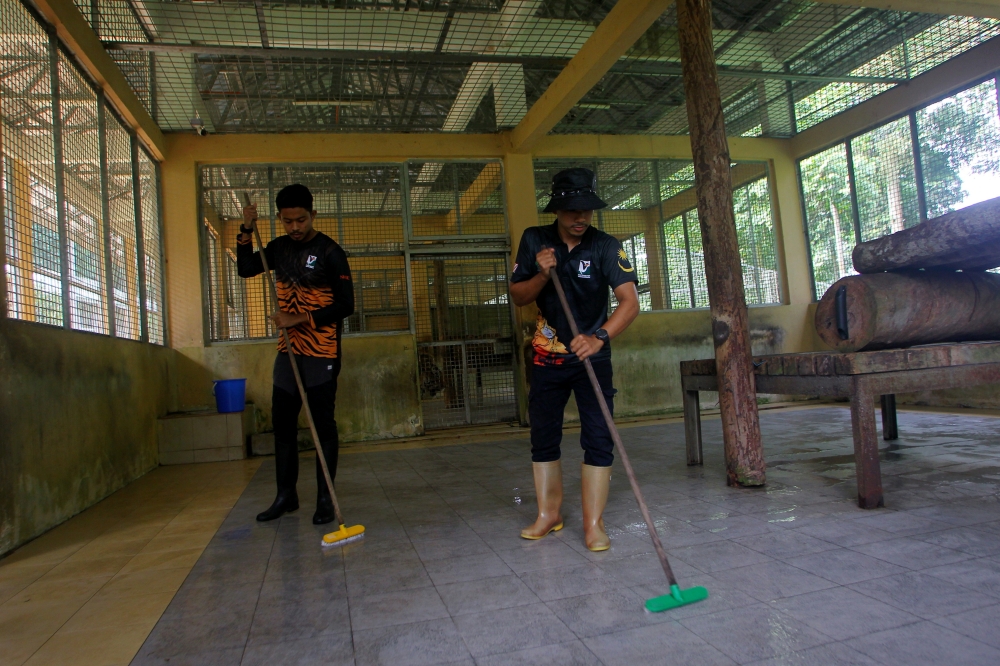 Tiger keepers Hairul Anwar Nordin (left) and his colleague clean a tiger enclosure. — Bernama pic  