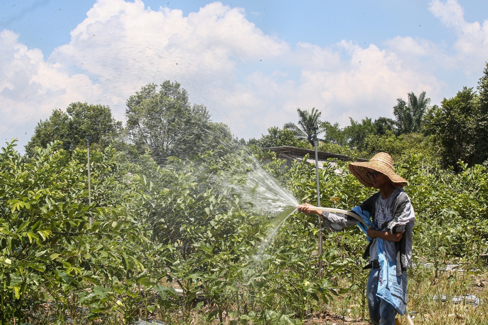 File picture of a farmer watering plants at his Bercham farm in Ipoh. The National Community Farming Conference 2023 organised by the Faculty of Agriculture of UPM is helping the B40 community to generate additional income through agricultural activities. — Picture by Farhan Najib