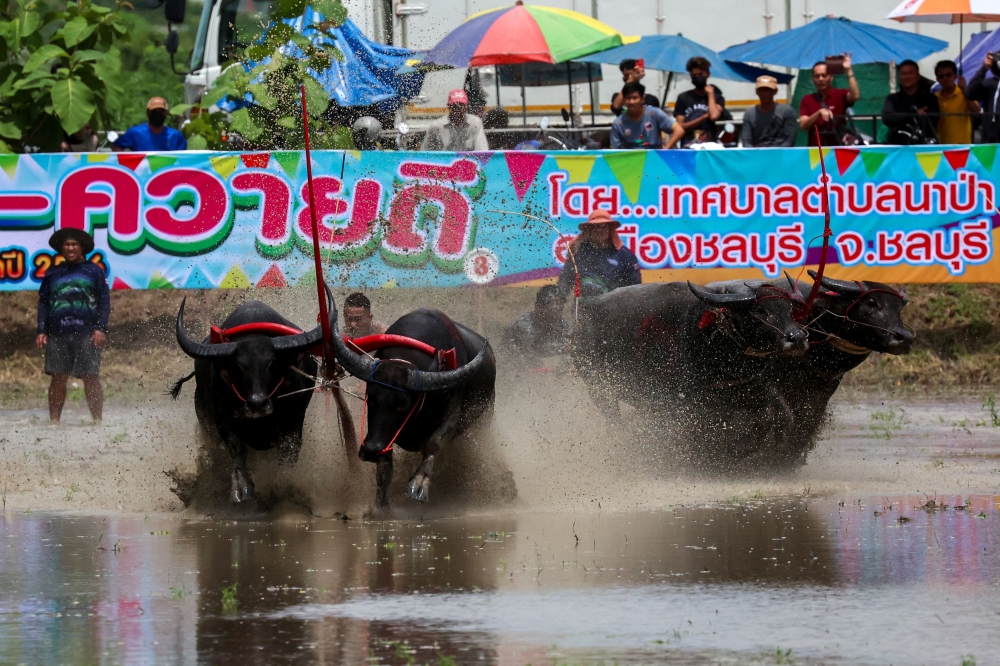 Jockeys compete in Chonburi’s annual buffalo race festival, Chonburi province August 6, 2023. — Reuters pic