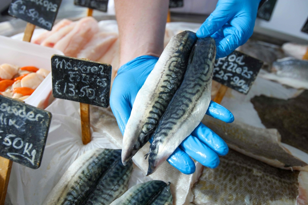 A Mackerel fillet is displayed for a photograph in a fishmonger's shop in Killybegs, western Ireland on August 4, 2023. — AFP pic