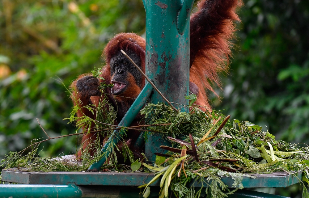 An orangutan is seen at Zoo Negara during the International Orangutan Day in Kuala Lumpur August 19, 2023. — Bernama pic