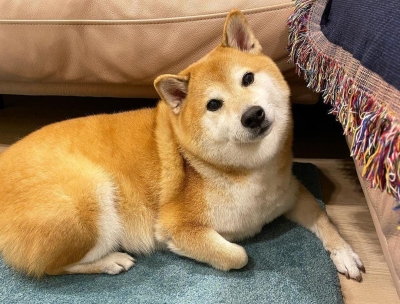 Iconic viral meme dog ‘Cheems’ the Shiba Inu dies aged 12 after cancer ...