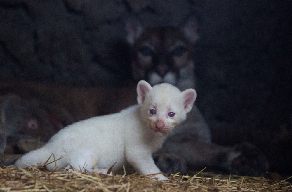 A month-old albino puma cub, born in captivity, is seen at its enclosure at Thomas Belt zoo, in Juigalpa, Nicaragua August 22, 2023. Reuters pic