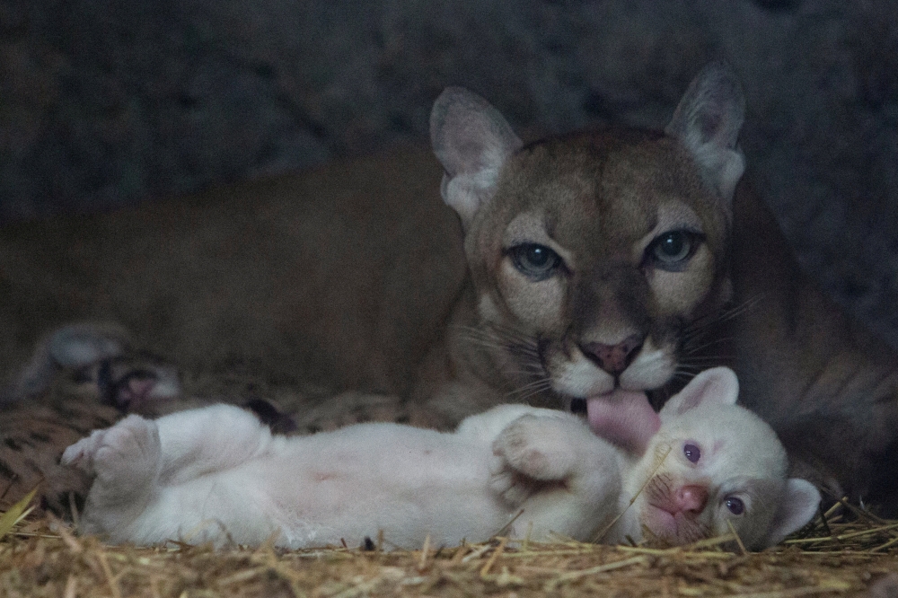 A puma licks her month-old albino puma cub, born in captivity, at their enclosure at Thomas Belt zoo, in Juigalpa, Nicaragua August 22, 2023. — Reuters pic