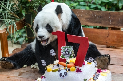 Zoo Negara celebrates 17th birthday of giant panda couple - TrendRadars