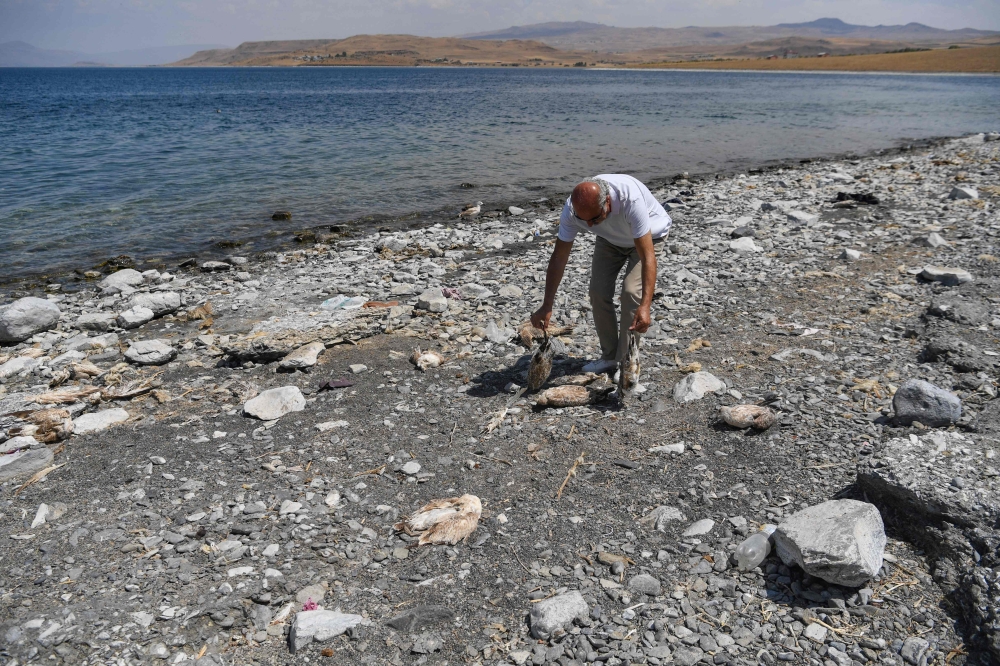 A picture taken on August 18, 2023 in Van, eastern Turkey, shows local environmentalist Ali Kalcik holding gulls that had starved to death after the pearl mullets that make up their diet migrated earlier this year due to drought. — AFP pic