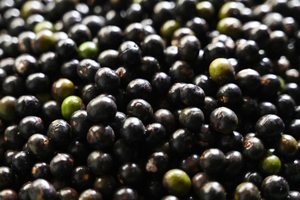 Acai's deep-purple pulp shot to popularity across Brazil over the past two decades, often drunk as juice or made into a sweetened sorbet and served with fruit and granola. — AFP pic