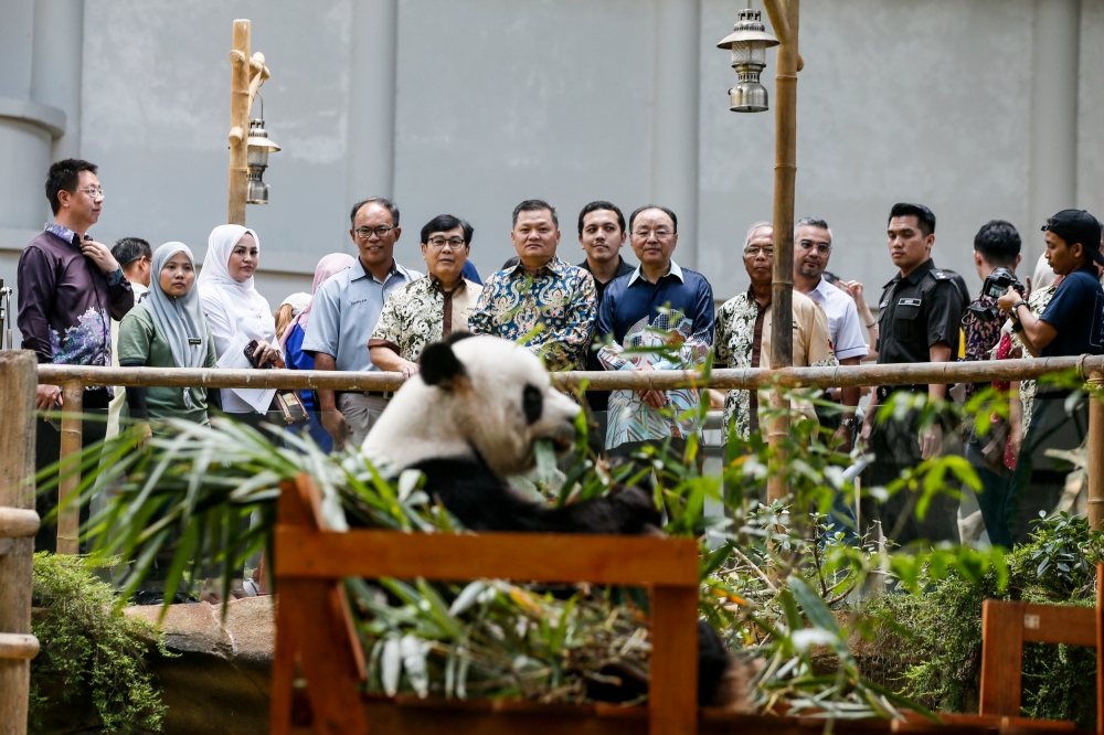 Deputy Natural Resources, Environment, and Climate Change Minister Datuk Seri Huang Tiong Sii (centre) and RRC Ambassador to Malaysia Ouyang Yujing watch Giant Panda Fu Wa at the Giant Panda Convention Centre in Zoo Negara, Kuala Lumpur August 29, 2023. — Picture by Hari Anggara