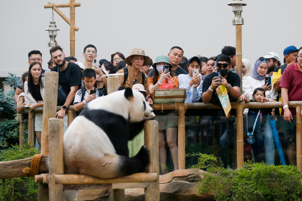 People watch Giant Panda Fu Wa at Zoo Negara, August 29, 2023. — Picture by Hari Anggara