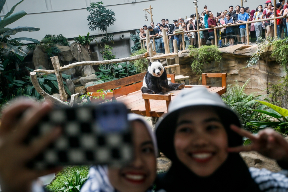 A general view visitors snapping pictures of giant panda Fu Wa inside the Giant Panda Convention Centre (GPCC) in Zoo Negara August 29, 2023. — Picture by Hari Anggara