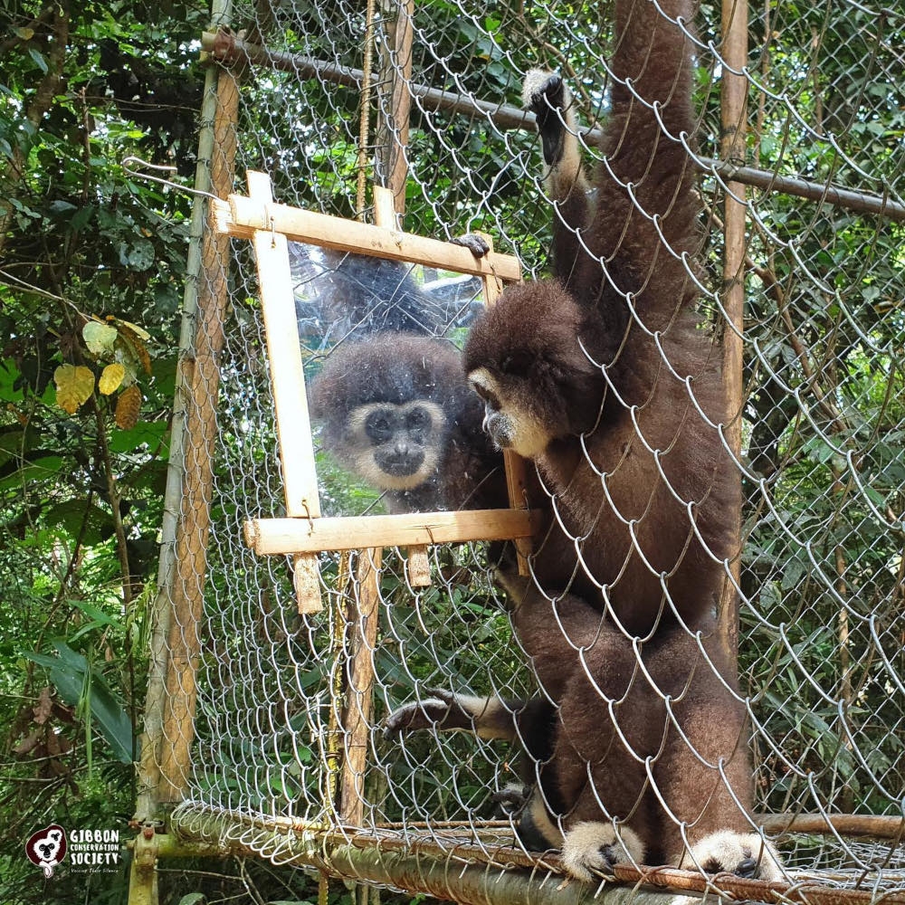 Rehabilitation can be a long and delicate process with the duration varying from five to 15 years, said Cheyne, reflecting on the unique challenges these animals face due to their history of human interaction. — Picture from Facebook/Gibbon Conservation Society