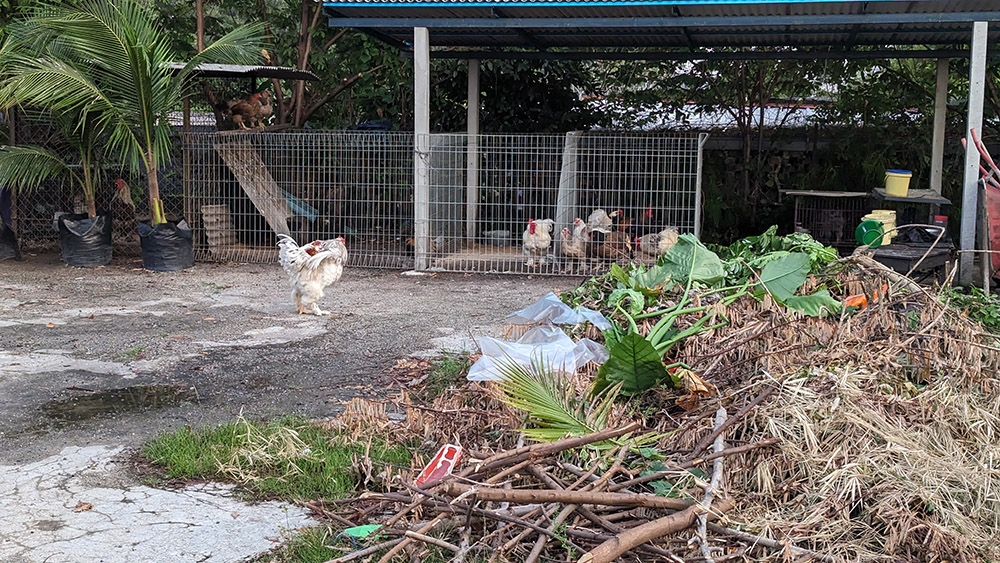 Watch out, it’s the poultry patrol.