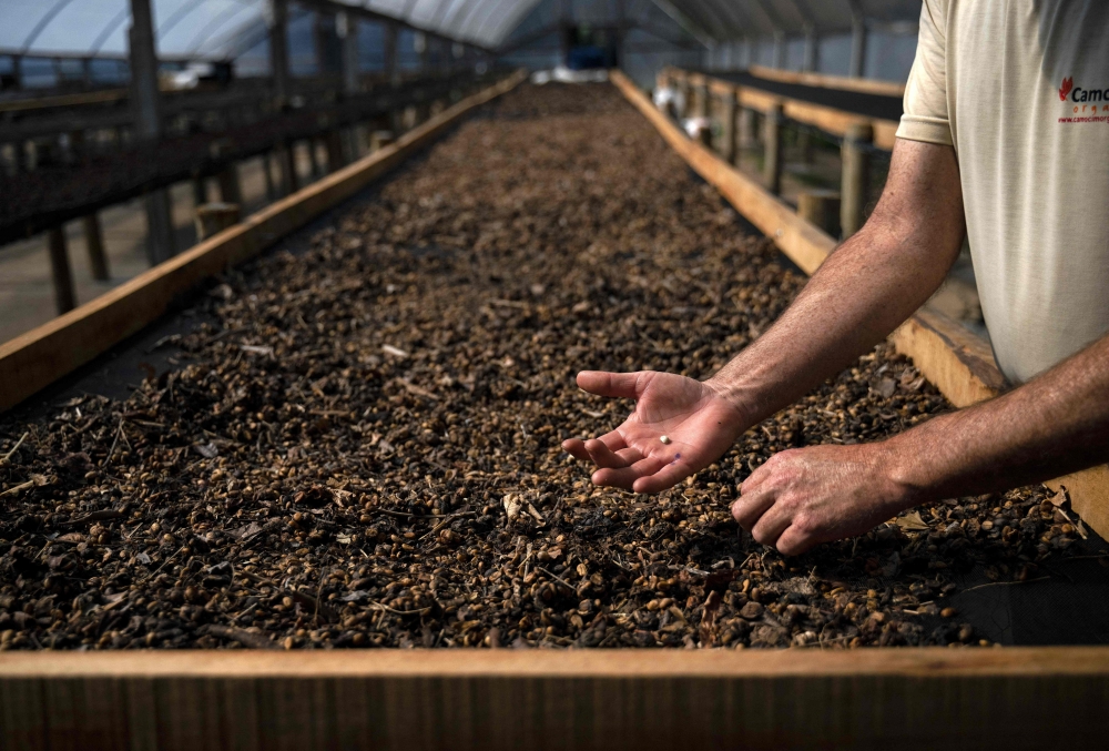 Rogerio Lemke, a supervisor at the Camocim coffee plantation, inspects dried droppings from the Jacu bird containing coffee beans. — AFP pic