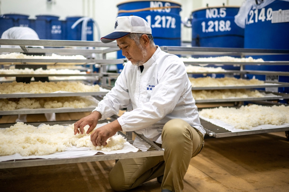 Japanese sake master Daisuke Suzuki sorting rice at his brewery in Namie. — AFP pic