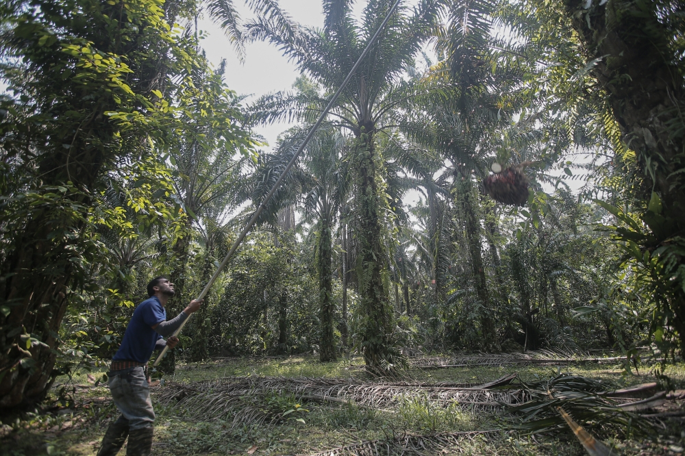 The Ministry of Plantations and Commodities and the Malaysian Palm Oil Board are intensifying efforts to enable more palm oil smallholders to comply with the Malaysian Sustainable Palm Oil Certification scheme. — Picture by Farhan Najib