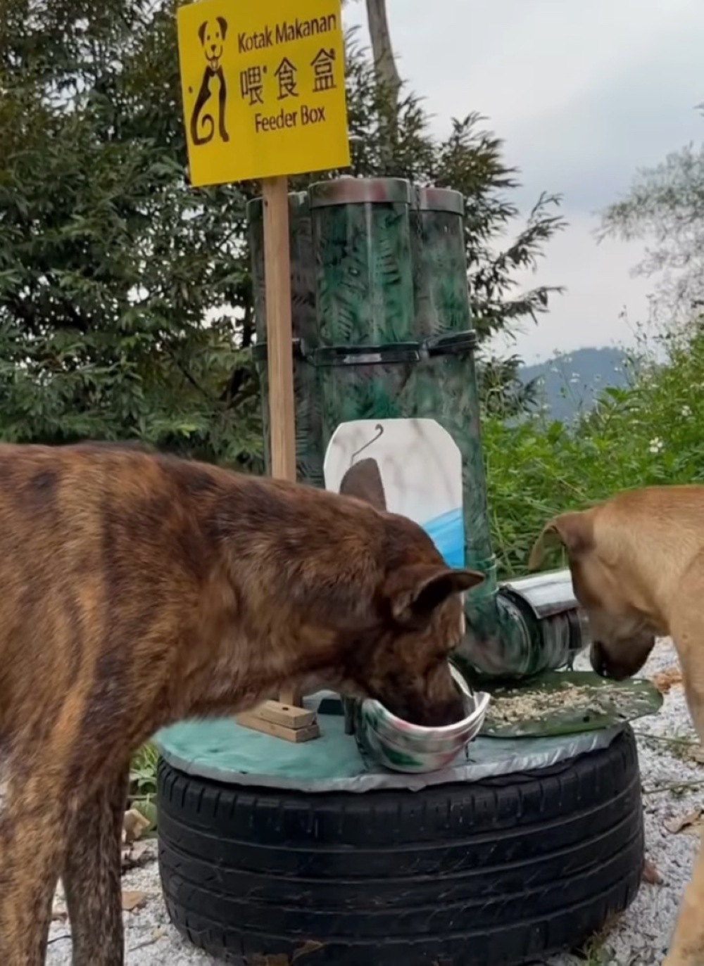 The  DIY feeder created by Stray Tales Society aims to help overcome the problem of visiting feeding sites daily. — Screen capture from TikTok/ Stray Tales Society (STS)