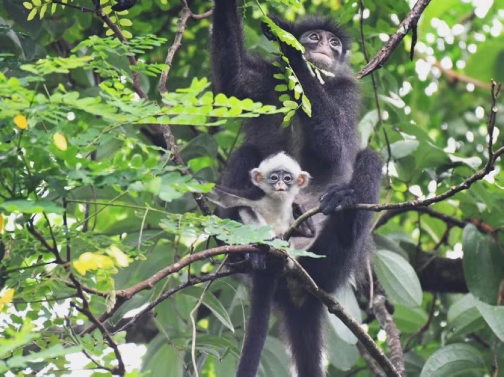 A Raffles’ banded langur mother and child pair. — TODAY pic