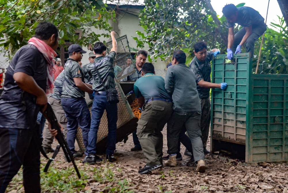 Perhilitan staff work together to move a sun bear from a trap to an enclosure in Kampung Jerek October 15, 2023. — Bernama pic