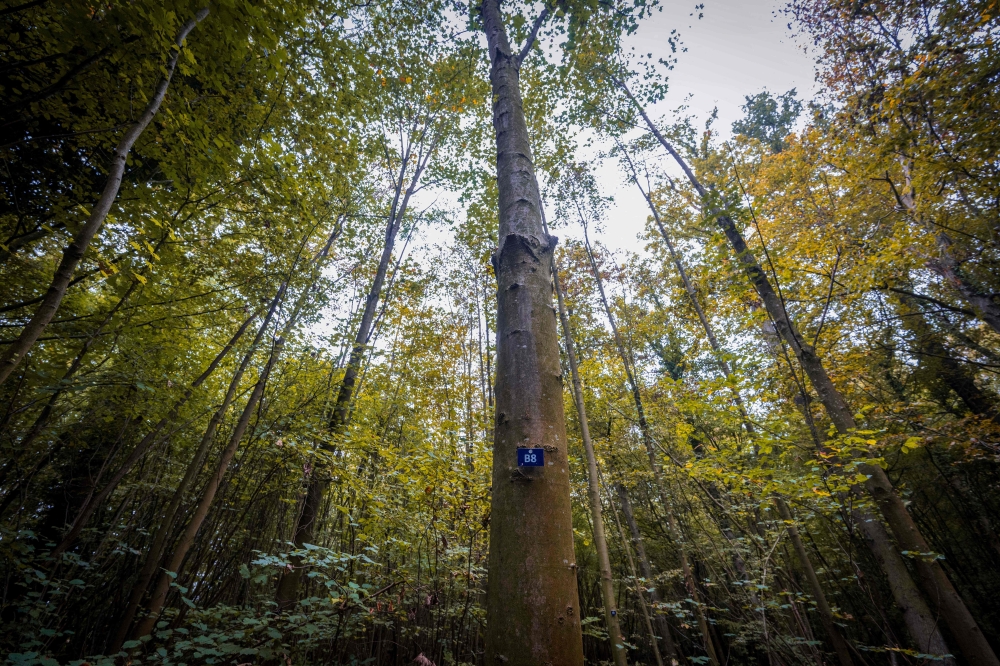 Placing an urn containing the ashes of a deceased person at the foot of a chosen tree, with a paving stone and a simple commemorative plaque covering it is an alternative to cemeteries, already widespread in Germany. — AFP pic