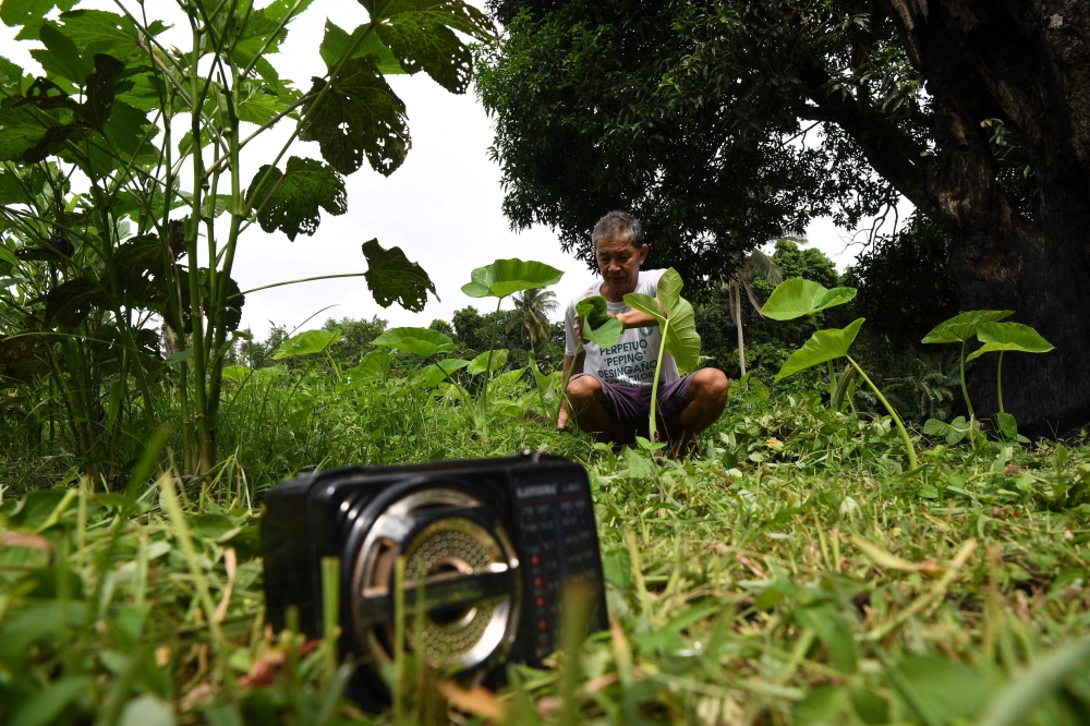 Farmer Henry Amadure cutting grass on his farm while listening to a radio drama at a village in Silang, Cavite province. — AFP pic