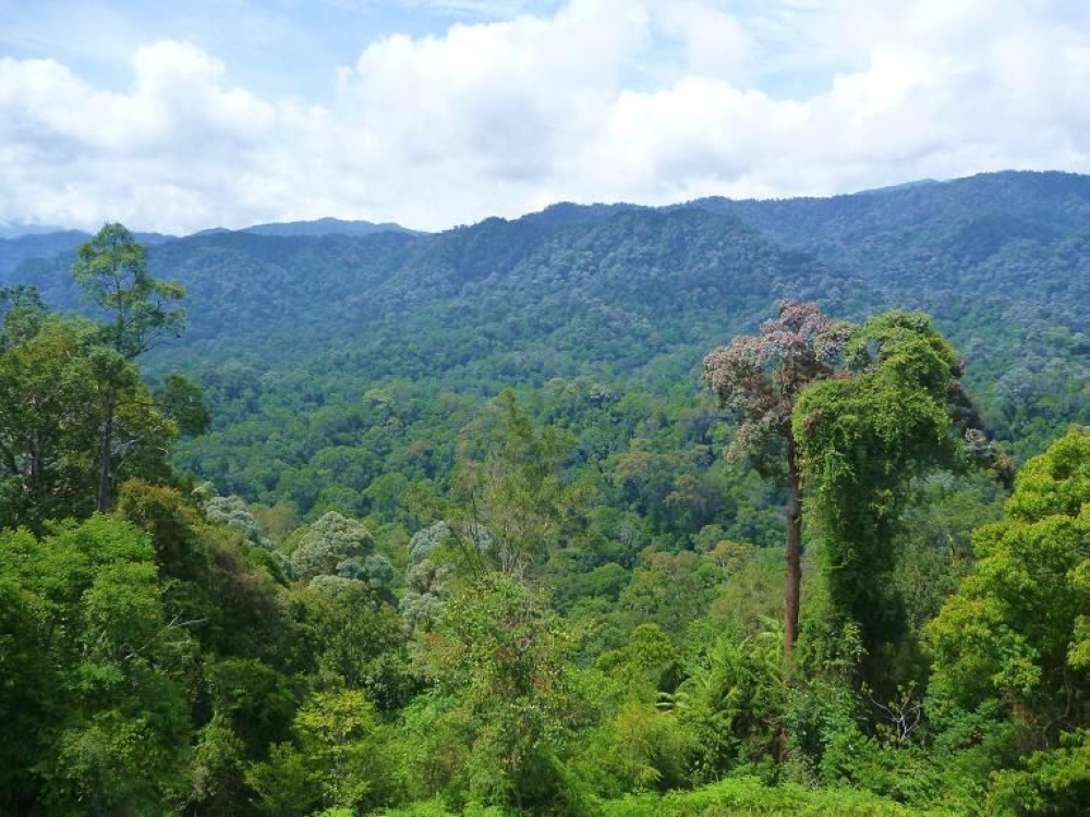 The proposed alterations include the removal of Permanent Forest Reserves as well as the Taman Negara National Park as ESAs, which are crucial in providing ecosystem services and mitigation of natural disasters. — file pic