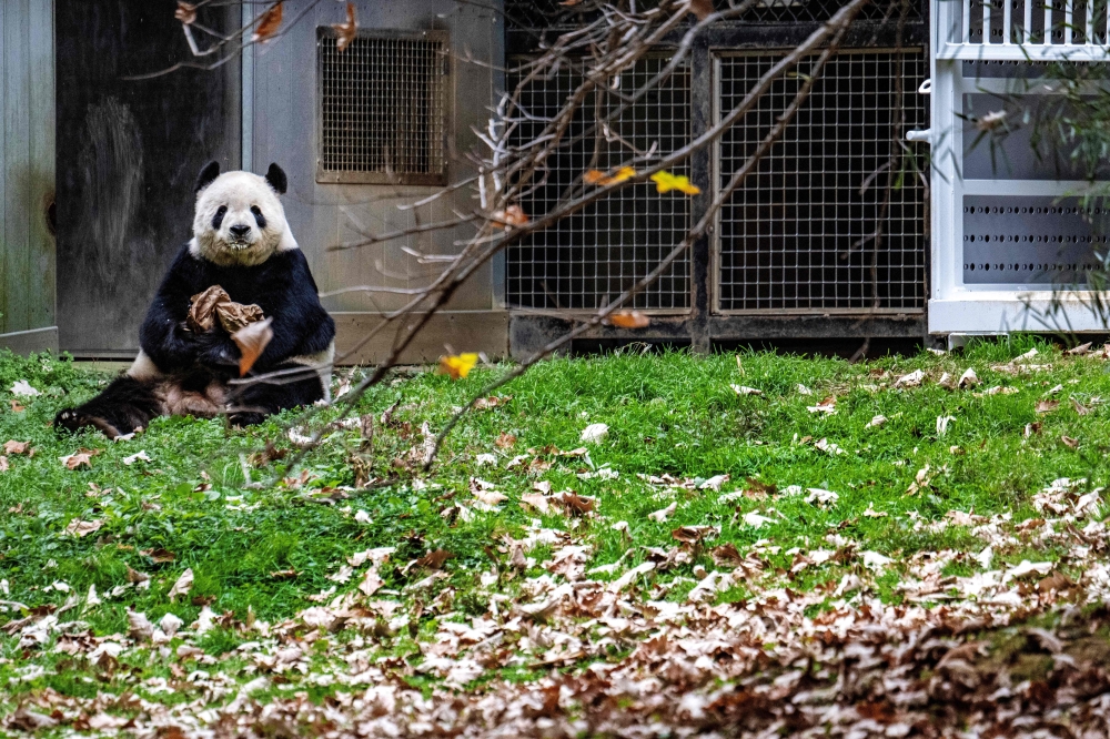 Giant Panda Tian Tian has a snack while sitting in its enclosure at the Smithsonian’s National Zoo in Washington, DC, on November 7, 2023, on the panda’s final day of viewing before returning to China. — AFP pic