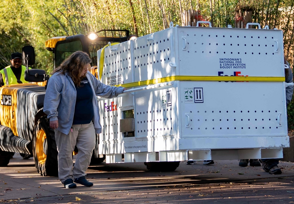 A crate carrying Panda Mei Xiang is moved out of the Smithsonian National Zoo in Washington, DC November 8, 2023. All three of the zoo's pandas are leaving for China, bringing at least a temporary end to a decades-old connection between the cuddly animal and the US capital. — AFP pic