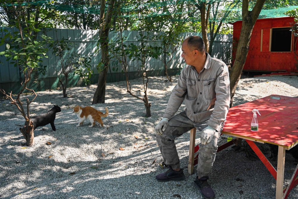 This picture taken on November 1, 2023 shows Gu Min, an animal rescuer, looking at two rescued cats at an animal shelter in Taicang, Jiangsu province. — AFP pic