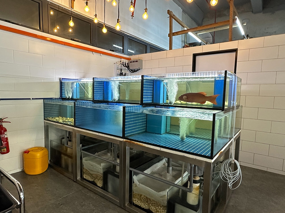 Fish tanks filled with 'live' seafood.