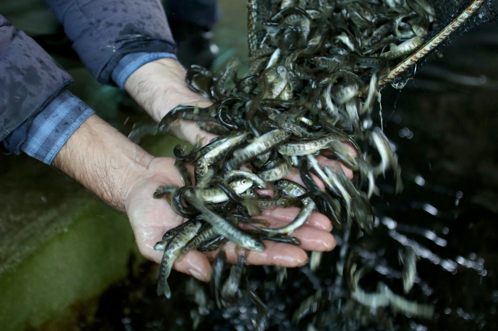 To maintain the population, Albanian public and private organisations have increased operations at fisheries to produce 1.7 million hatchlings this year alone. — AFP pic 