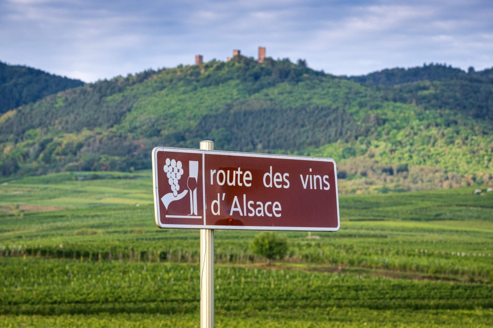 This picture taken on September 20, 2023, shows a signpost for the Alsace Wine Route near vineyards surrounding the alsacian village of Husseren-les-Chateaux. — AFP pic