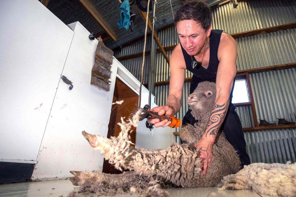 This picture taken on September 21, 2023 shows sheep shearing gang leader Kevin Patrick O'Neill at work at the 6,500-hectare Lake Hawea Station, located on the eastern shores of Lake Hawea, near the town of Wanaka on the South Island of New Zealand. — AFP pic