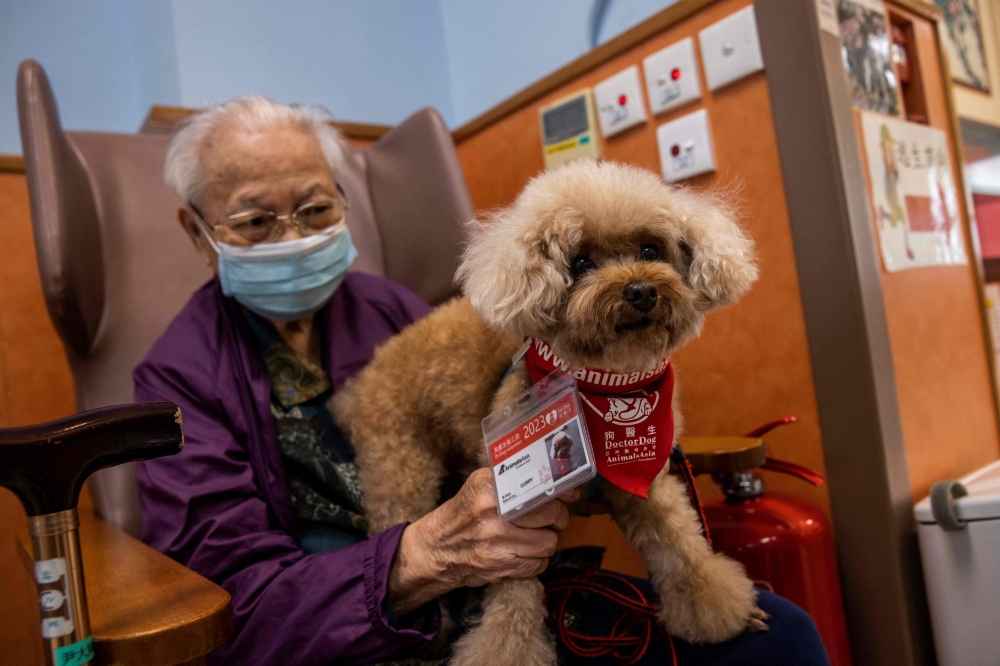 This picture taken on October 25, 2023 shows a therapy dog visiting people at an elderly daycare centre in Hong Kong. — AFP pic