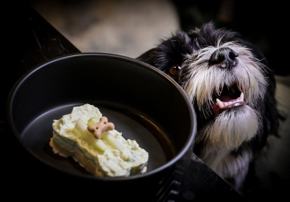 A dog named Pepe waits for a bone-shaped dessert served at the Fiuto restaurant in Rome on November 21, 2023. — AFP pic