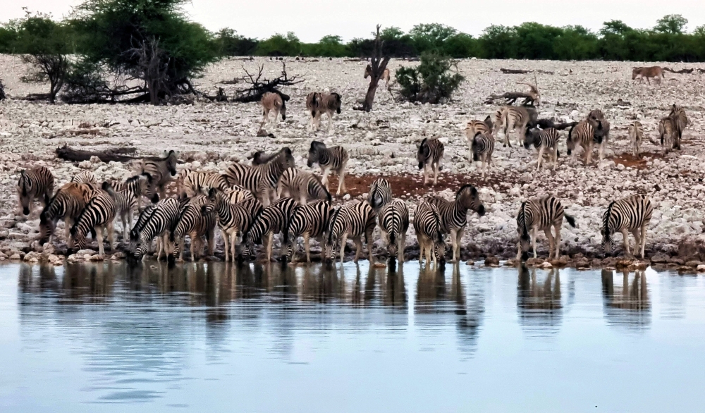 Iyra Azhari said one of the most remarkable memories was when they had the chance to drive through the safari, enabling them to see up close the wild animals roaming freely like how it is shown on animal documentaries like National Geographic or Animal Planet. — Bernama pic 