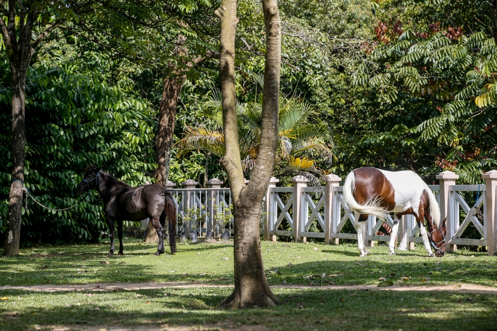 Horses being used for the hippotherapy sessions for special children are pictured at Happy Farms Hippotherapy at the Horse Unit Complex in Putrajaya, December 10, 2023. — Picture by Hari Anggara