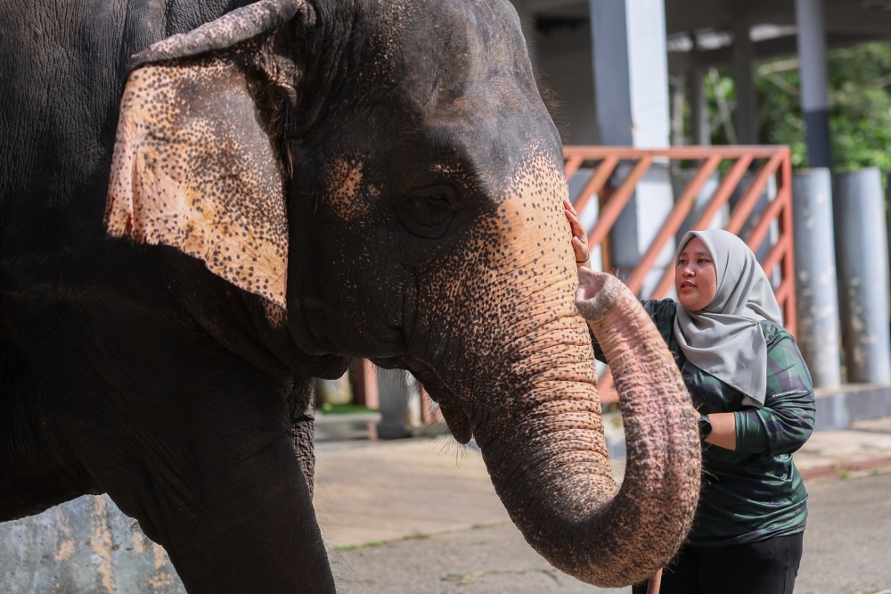 Norain, who is a wildlife assistant at the Kuala Gandah National Elephant Conservation Centre (PKGK) in Lanchang, has a moment with Pian. — Bernama pic  