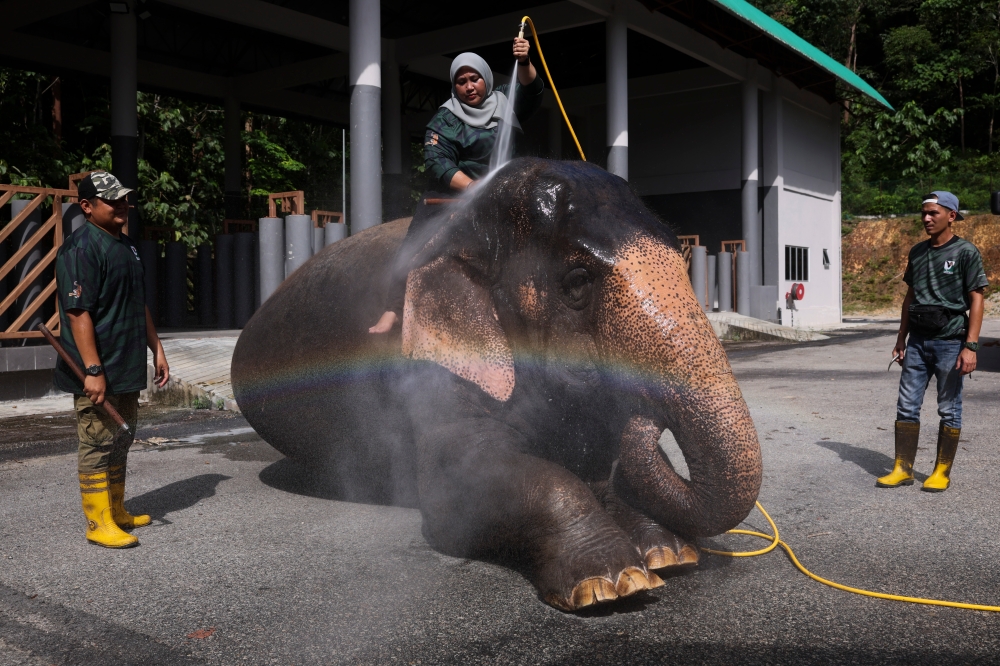 Norain hoses the 4.760-tonne pachyderm with water. — Bernama pic  