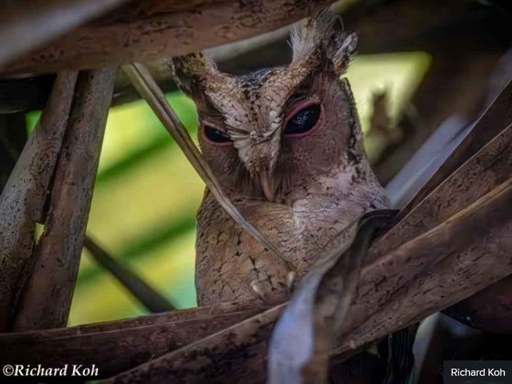 A Sunda scops owl roosting at the Kingfisher Pond in Pasir Ris on December 22, 2023, near an upcoming public housing project. — Picture courtesy of Richard Koh via TODAY 