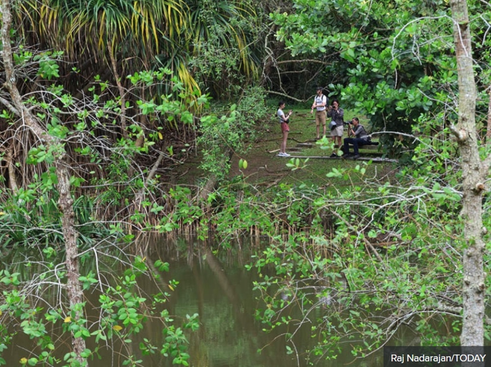 Nature lovers near the affected area of Pasir Ris Park where a new public housing project is to be built. — TODAY pic 