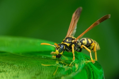 Fire and Rescue Dept: Man stung to death by wasps in Segamat