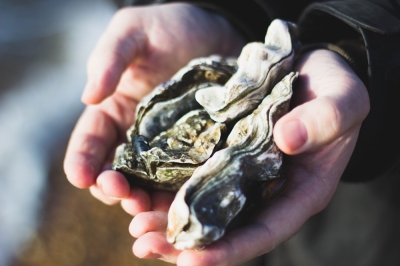 In Hong Kong, waste oyster shells are being used to restore reefs